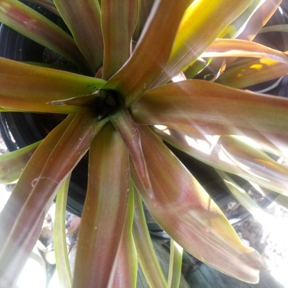 1 Pink Ornamental Pineapple Plant - Picture 5 of 6